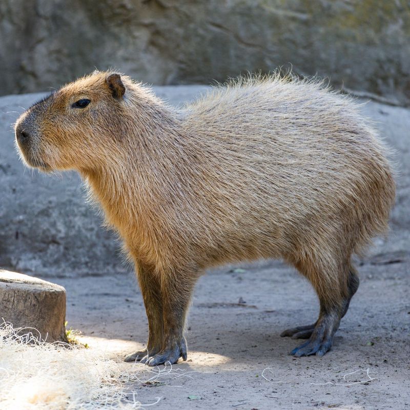 Capybara