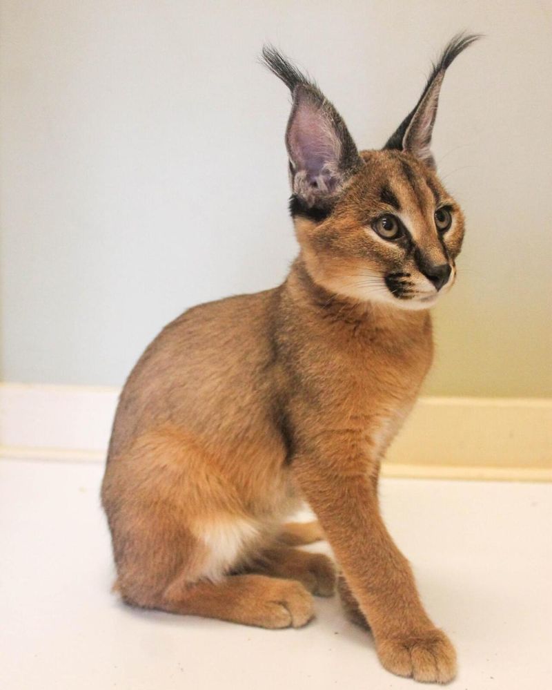 Caracal