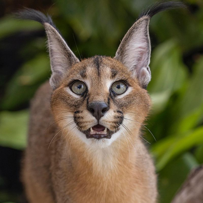 Caracal