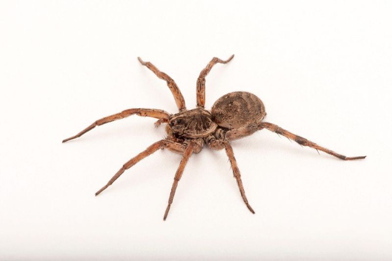 Carolina Wolf Spider