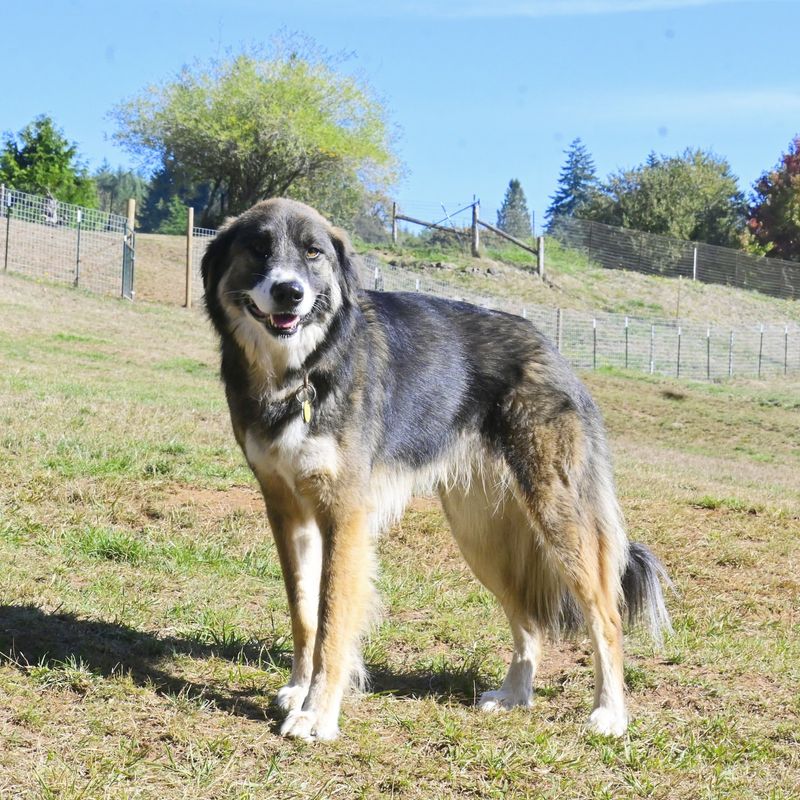 Carpathian Shepherd