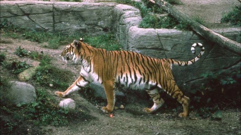 Caspian Tiger (Extinct)