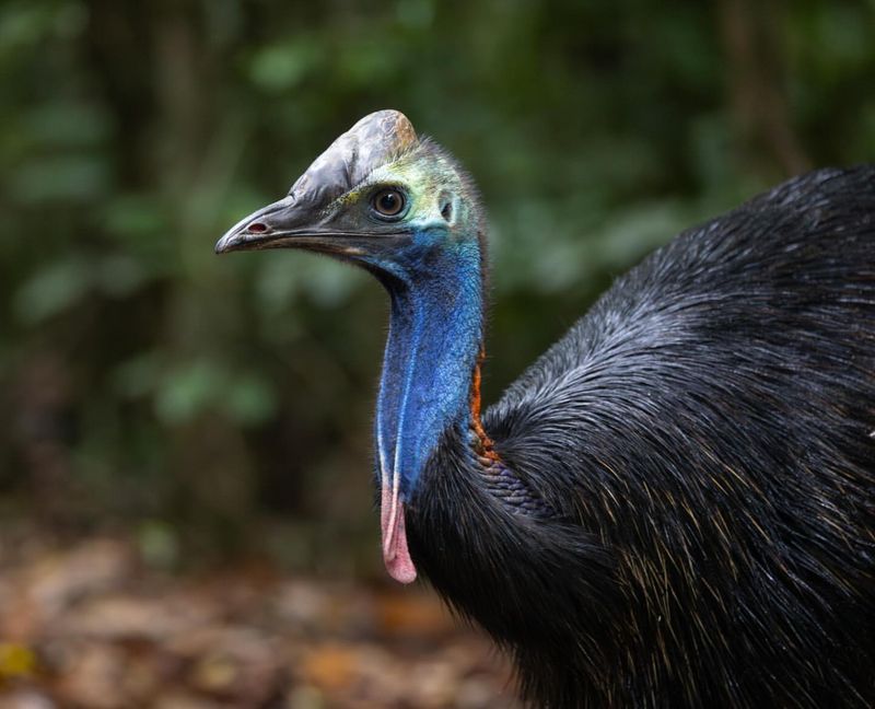 Cassowary