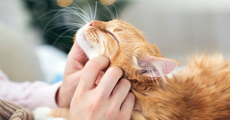 Cat Purrs Have Therapeutic Effects