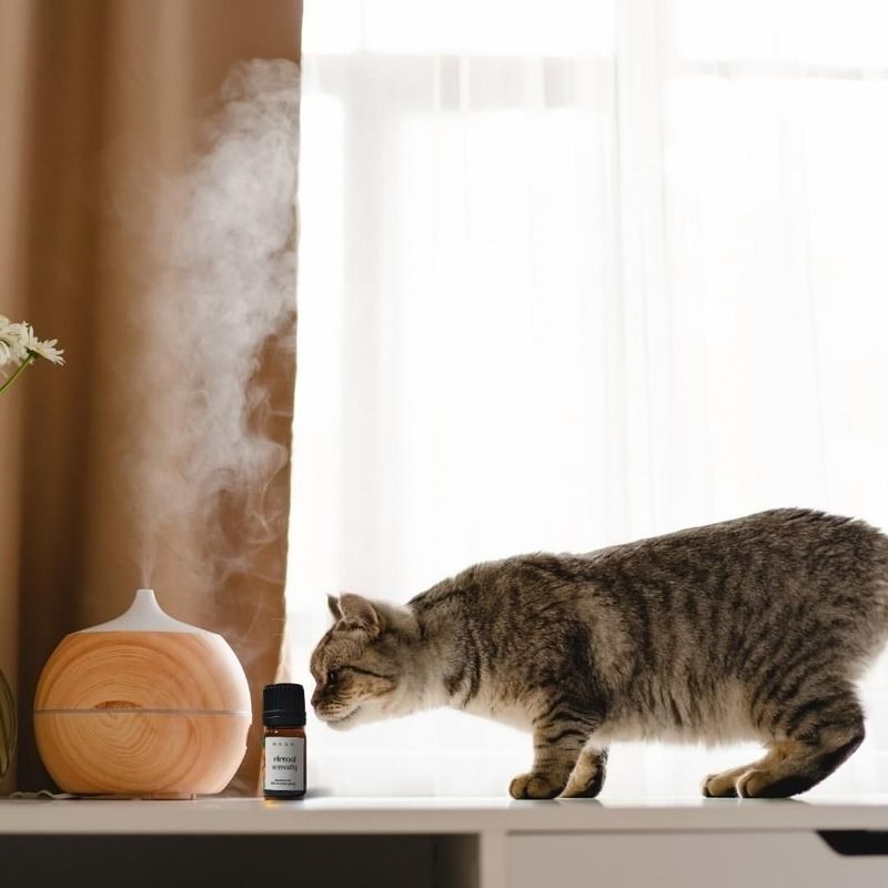 Cat-Safe Essential Oils