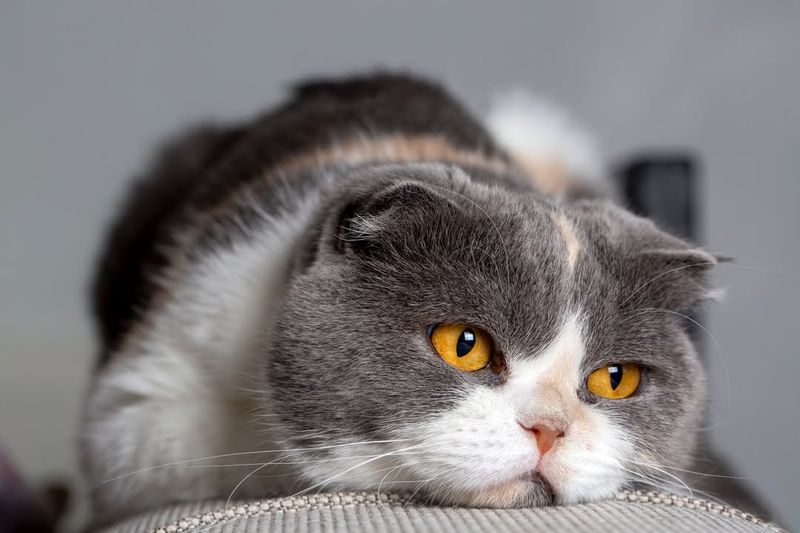 Cat Vision Explained: What the World Looks Like to Your Furry Friend