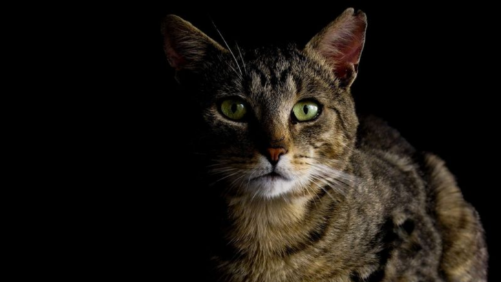 Cat Vision Explained: What the World Looks Like to Your Furry Friend