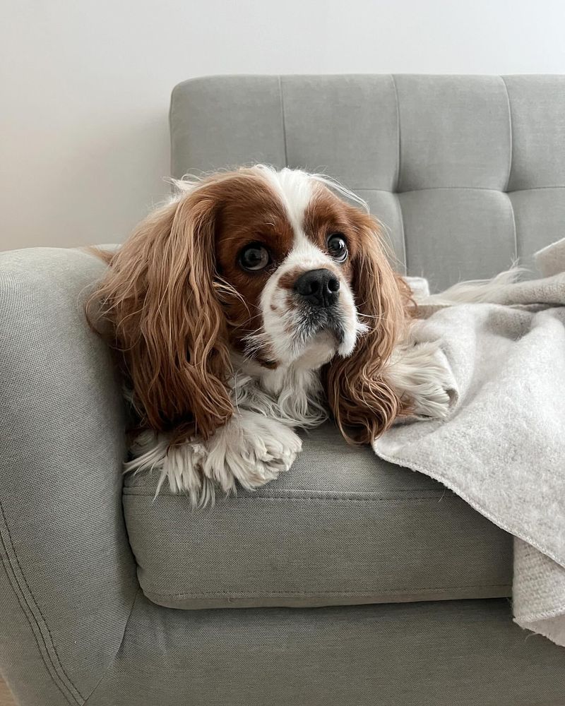 Cavalier King Charles Spaniel