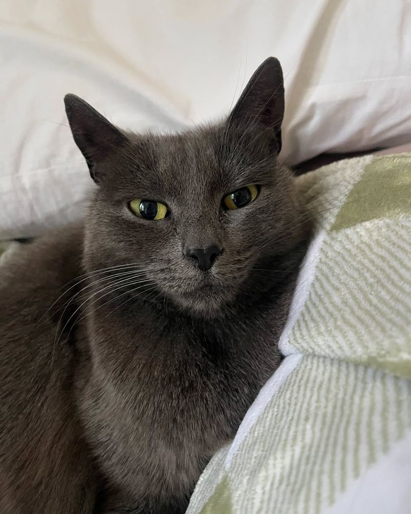 Chartreux