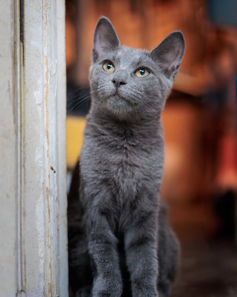 Chartreux