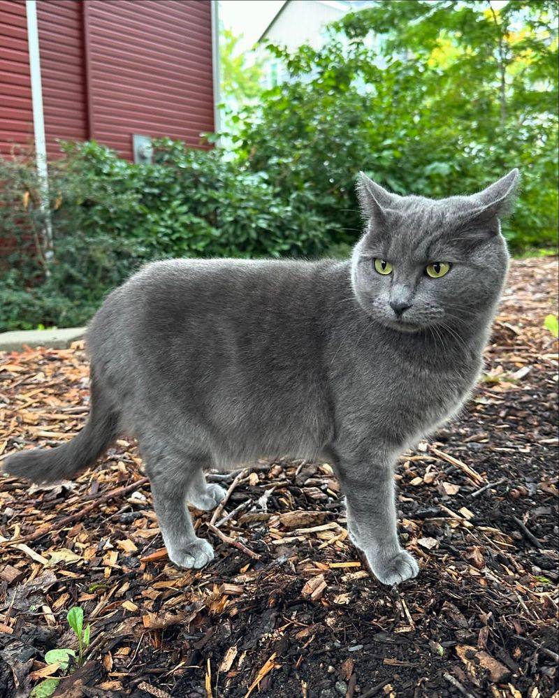 Chartreux