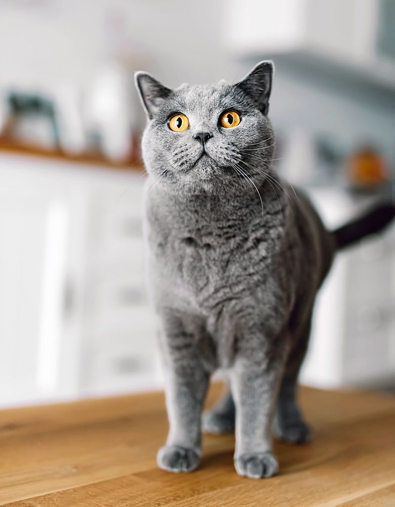 Chartreux