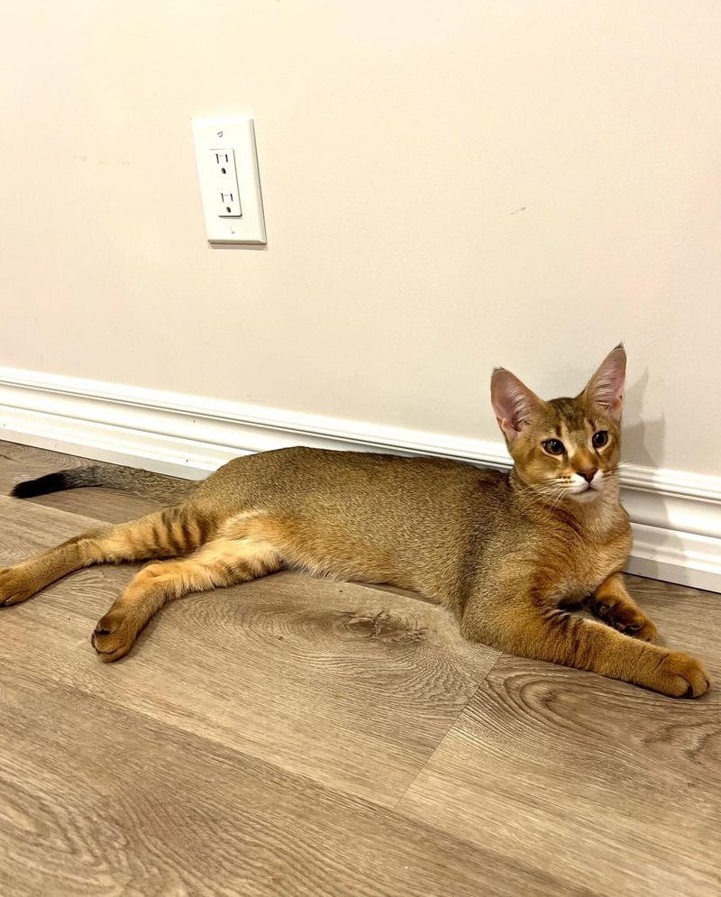 Chausie: The Imposing Hybrid