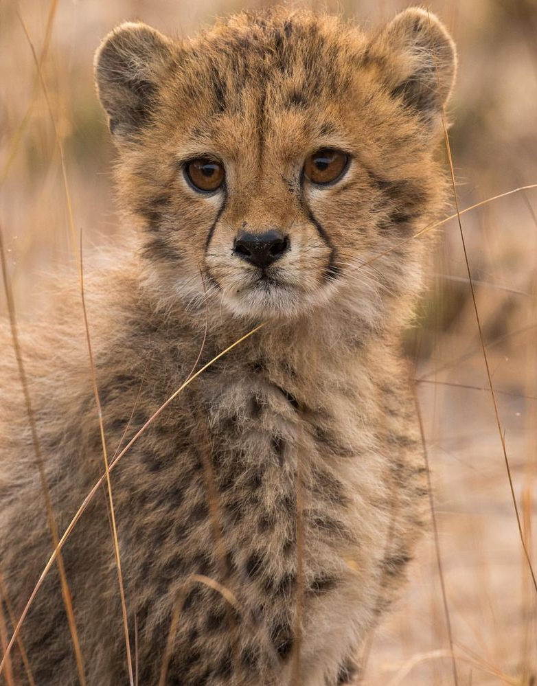 10 Incredible Land Animals Known for Their Blazing Speed