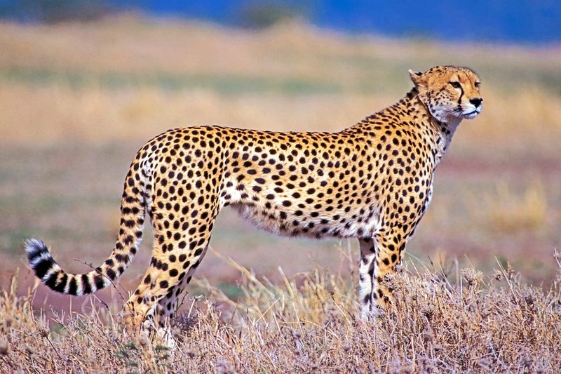 Cheetah