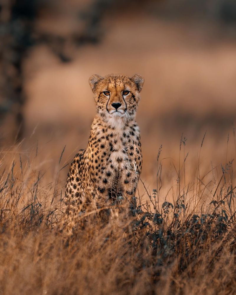 Cheetah