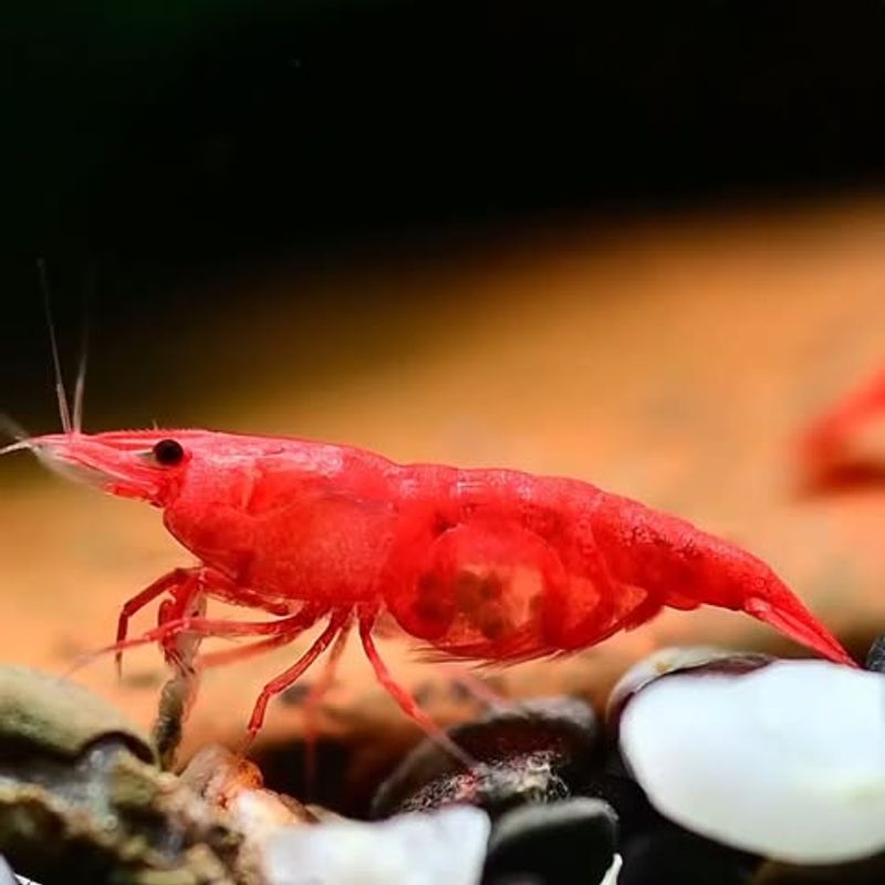 Cherry Shrimp