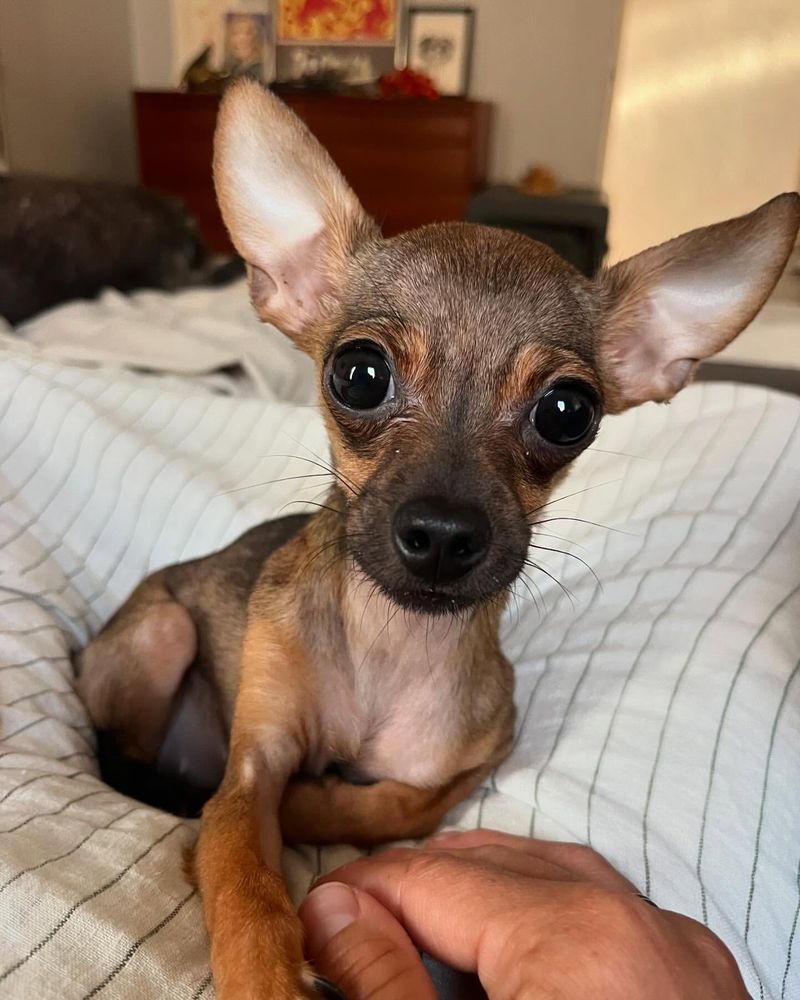 Chihuahua