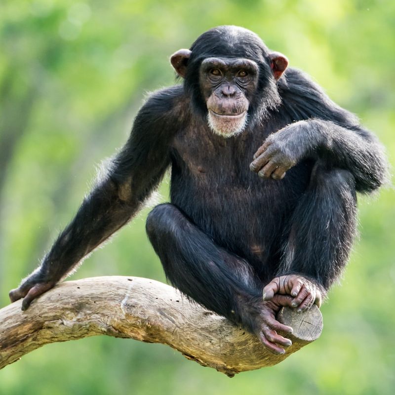 Chimpanzee