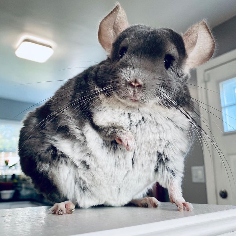 Chinchilla