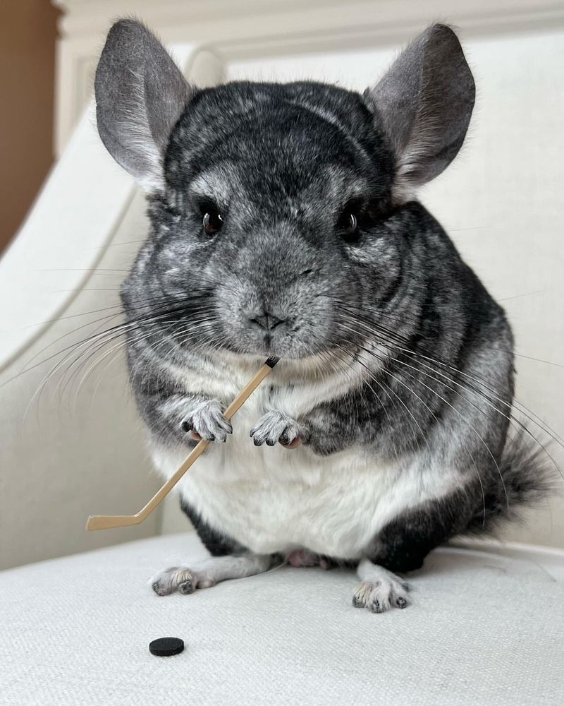 Chinchilla