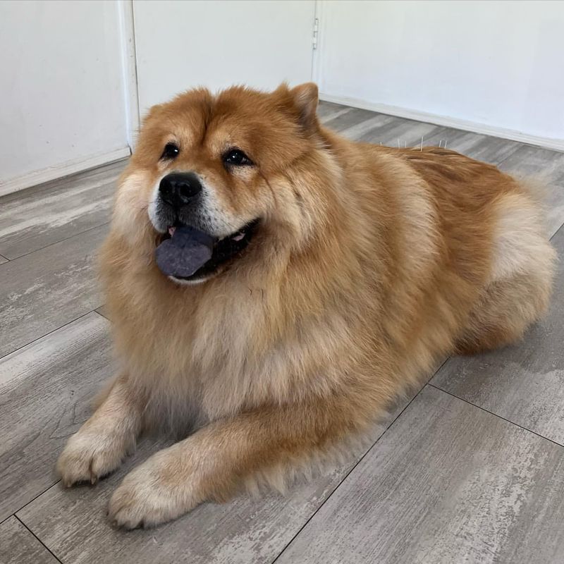 Chow Chow