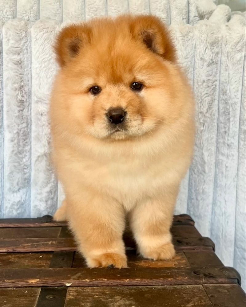 Chow Chow