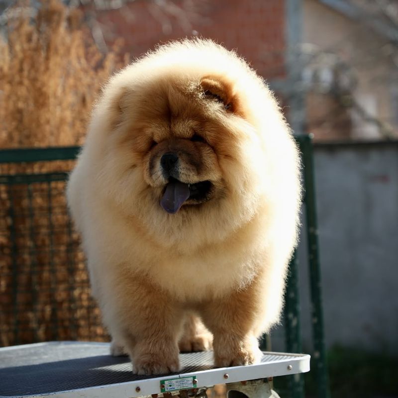 Chow Chow