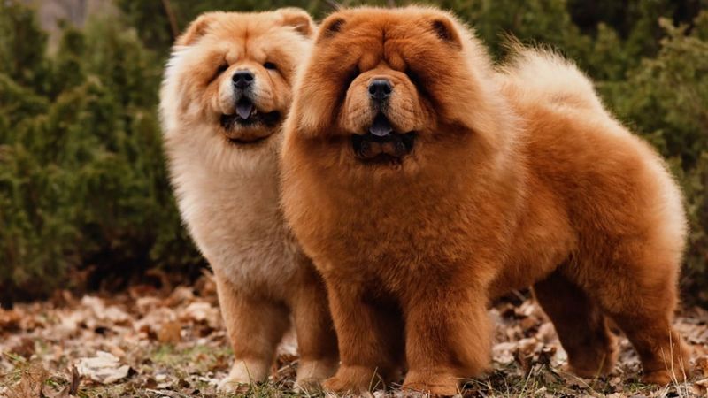 Chow Chow