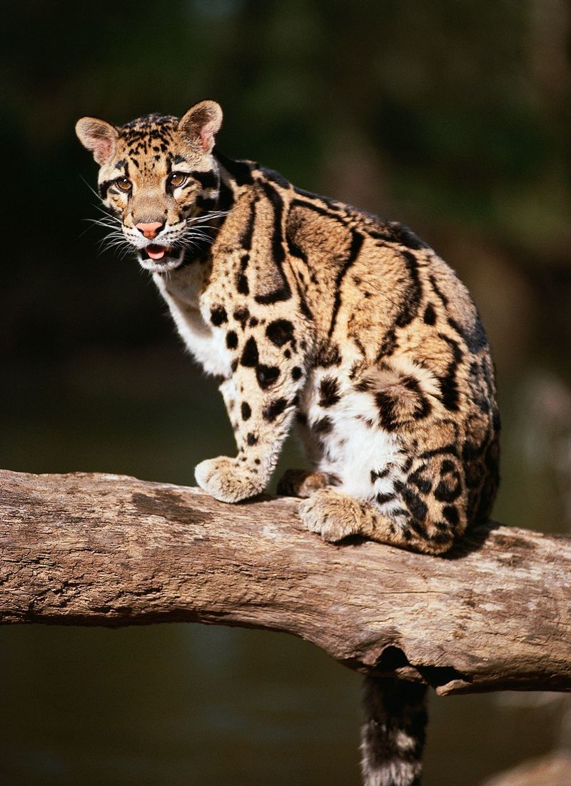 Clouded Leopard