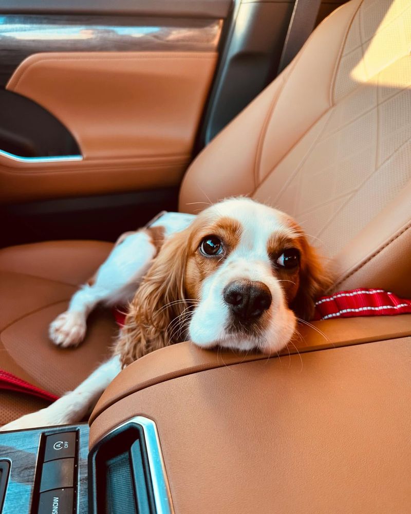 Cocker Spaniel