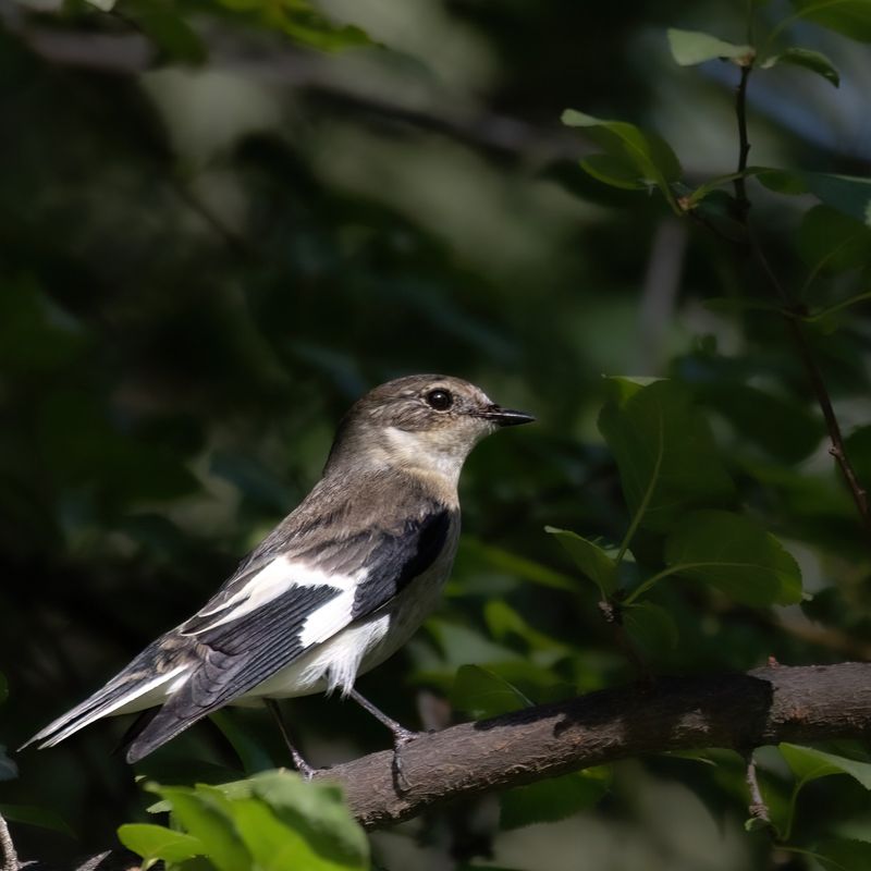 Collared Flycatcher