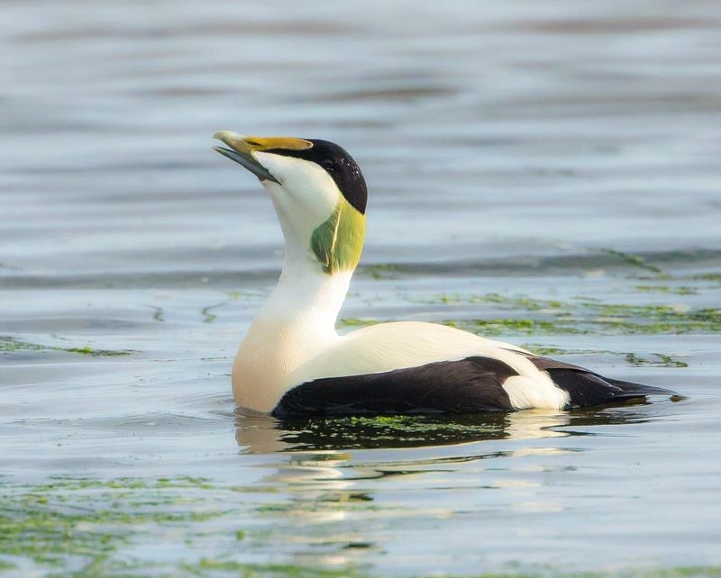 Common Eider Duck