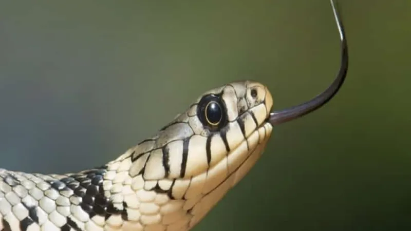 Consider the Snake's Behavior