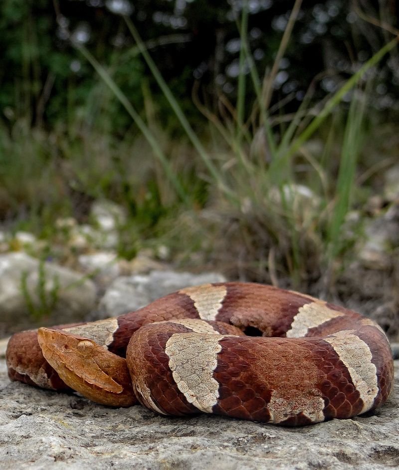 Copperhead Snake