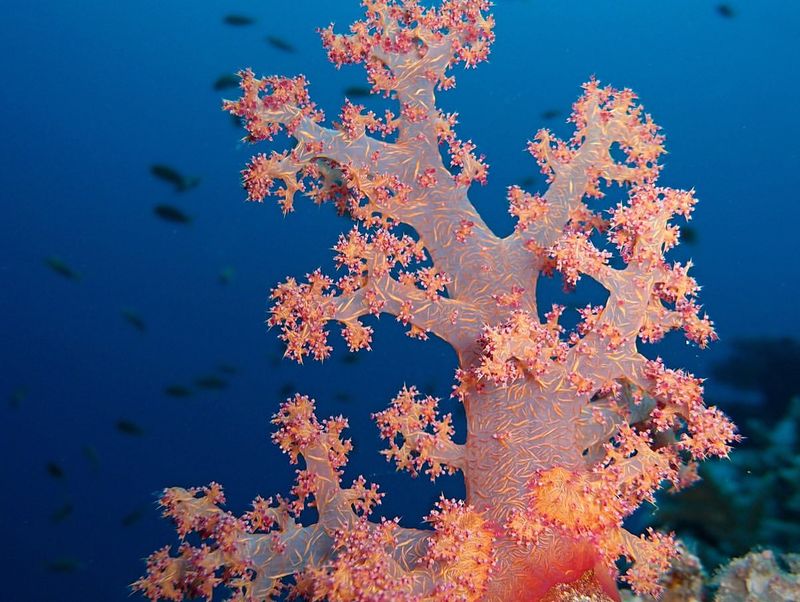 Coral Polyps