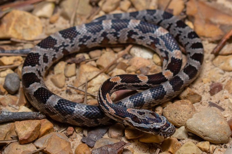 Corn Snake