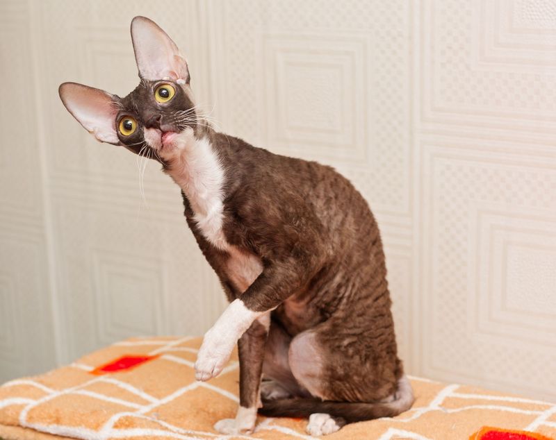 Cornish Rex