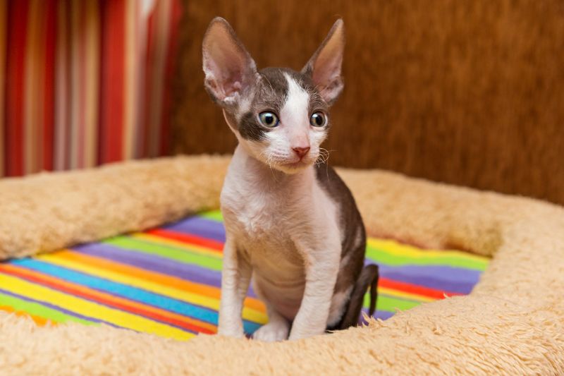 Cornish Rex