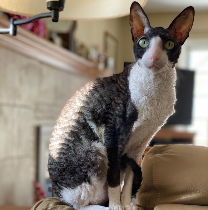 Cornish Rex