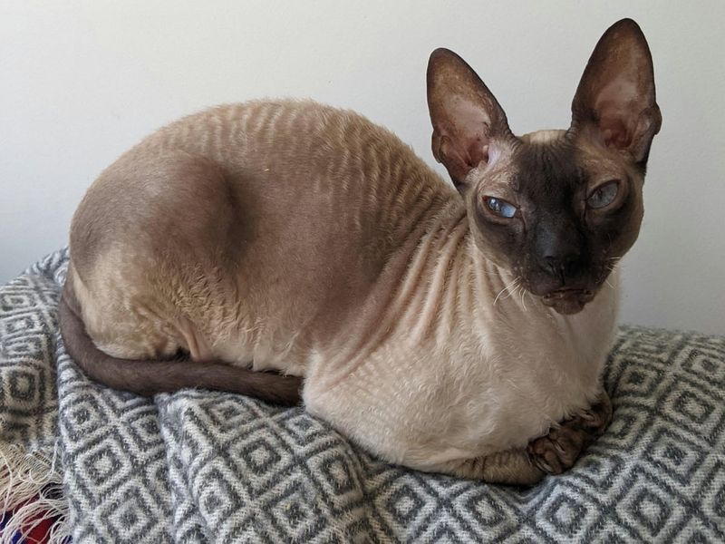 Cornish Rex