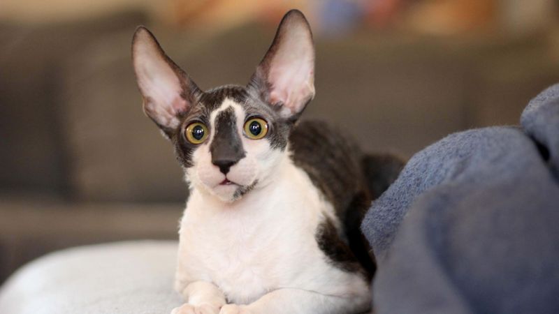 Cornish Rex