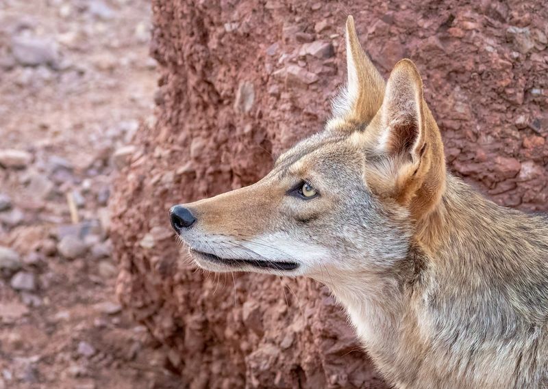 Coyote Migration Patterns