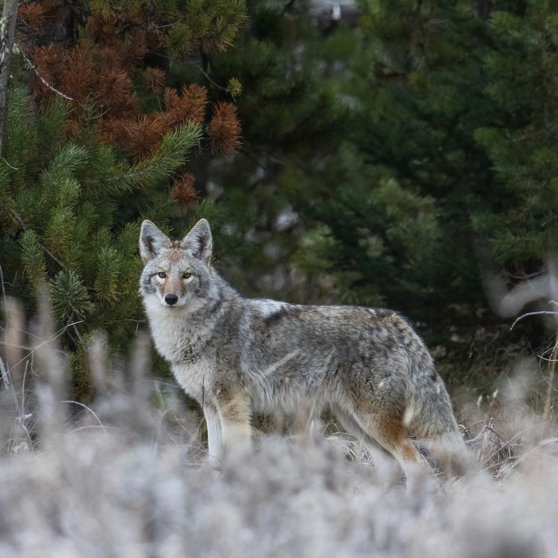 Coyote Mythology and Cultural Significance