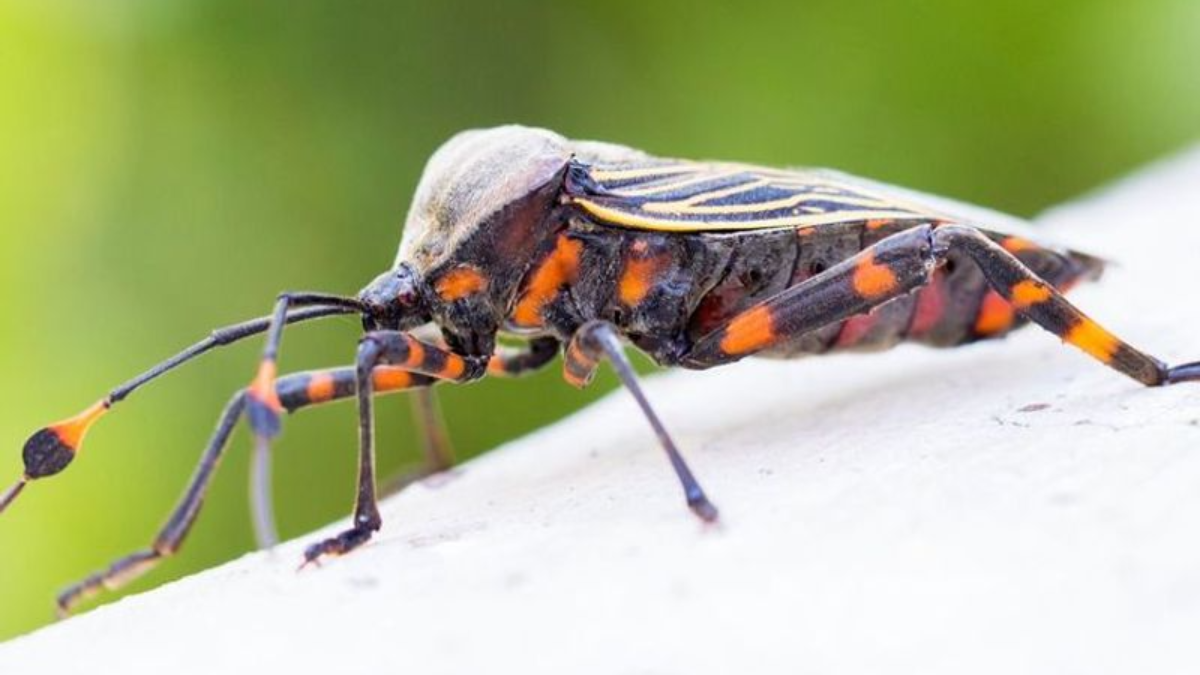 Creepy Crawlies to Watch Out For: The 10 Most Dangerous Insects in the US