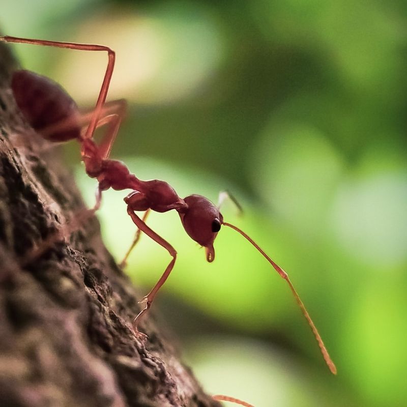 Creepy Crawlies to Watch Out For: The 10 Most Dangerous Insects in the US