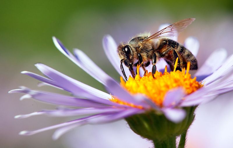 Creepy Crawlies to Watch Out For: The 10 Most Dangerous Insects in the US