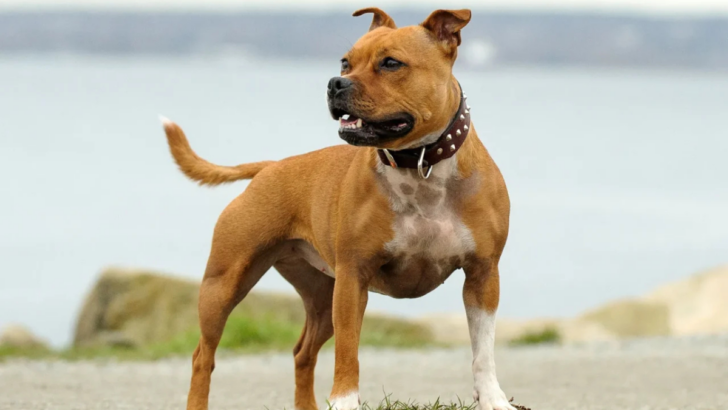 Curious About Pit Bulls? Get to Know the 10 Types You Can Own and Why They Make Outstanding Pets