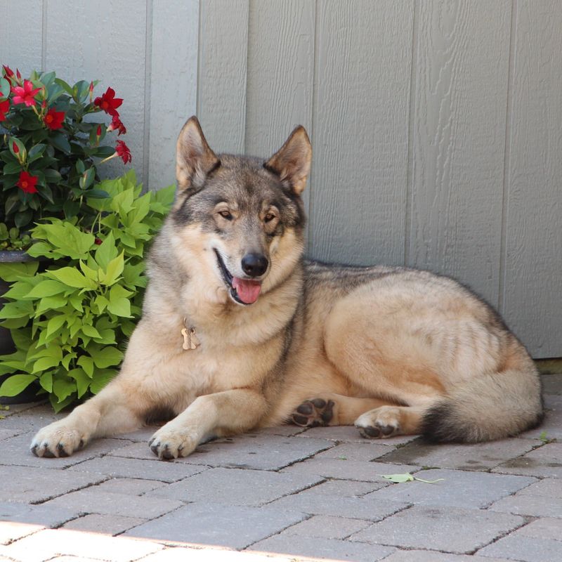 Czechoslovakian Wolfdog