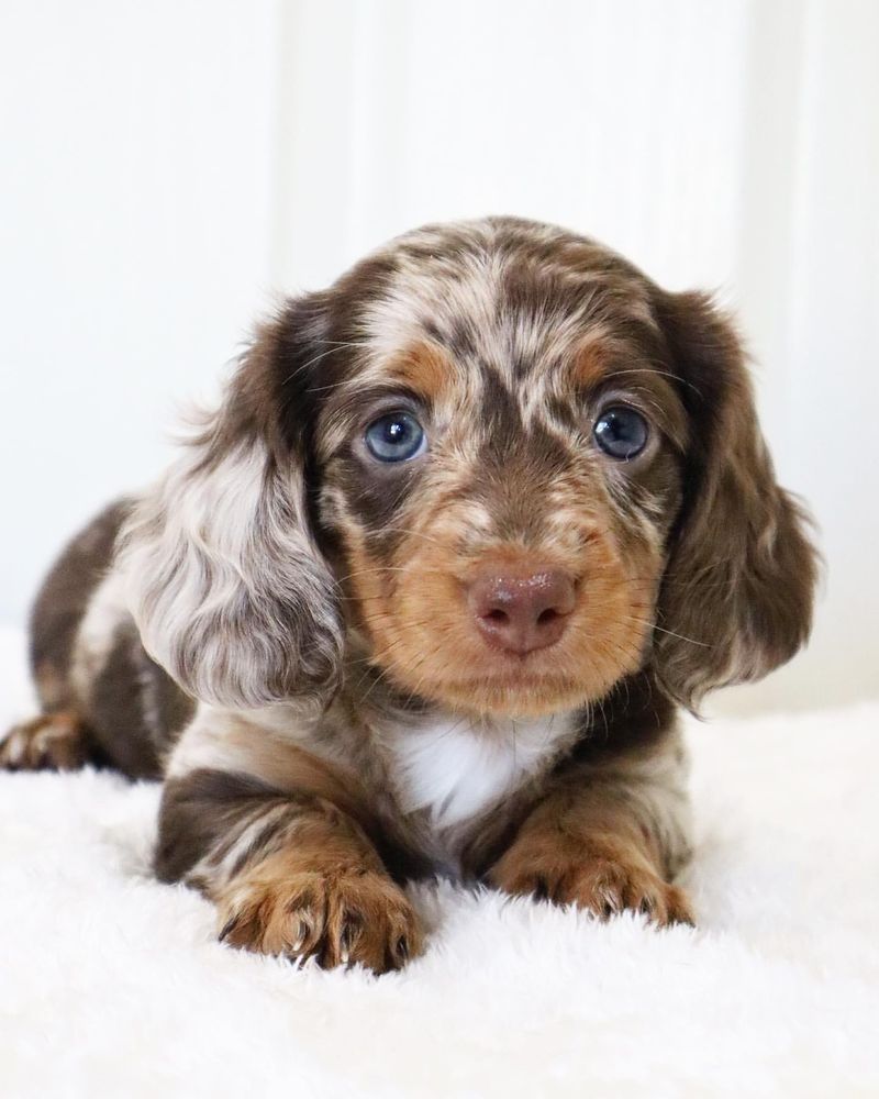 Dachshund